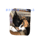 三毛猫 アンちゃんの日常（個別スタンプ：8）