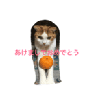 すこてぃっしゅふぉ〜るど（個別スタンプ：4）