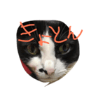 猫のきき（個別スタンプ：1）