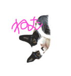 猫のきき（個別スタンプ：2）