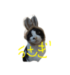 猫のきき（個別スタンプ：3）
