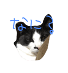 猫のきき（個別スタンプ：4）