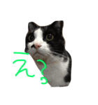 猫のきき（個別スタンプ：5）