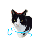 猫のきき（個別スタンプ：6）