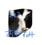 猫のきき（個別スタンプ：7）