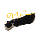 猫のきき（個別スタンプ：8）