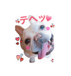 フレンチブルドッグ とんこつ パート2（個別スタンプ：8）