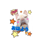 フレンチブルドッグ とんこつ パート2（個別スタンプ：10）