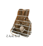 うさぎのポム（個別スタンプ：2）