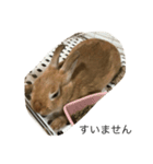 うさぎのポム（個別スタンプ：3）