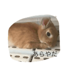 うさぎのポム（個別スタンプ：5）