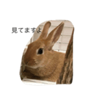うさぎのポム（個別スタンプ：6）