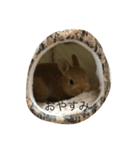 うさぎのポム（個別スタンプ：7）