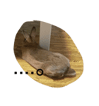 うさぎのポム（個別スタンプ：8）