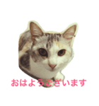 うちのねこ QLEOとみそら（個別スタンプ：1）