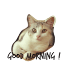 うちのねこ QLEOとみそら（個別スタンプ：2）
