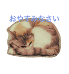うちのねこ QLEOとみそら（個別スタンプ：4）