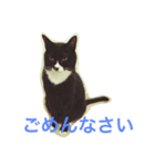 うちのねこ QLEOとみそら（個別スタンプ：6）