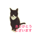 うちのねこ QLEOとみそら（個別スタンプ：8）