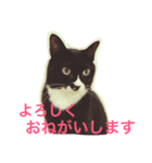 うちのねこ QLEOとみそら（個別スタンプ：9）