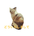 うちのねこ QLEOとみそら（個別スタンプ：10）