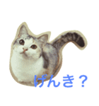 うちのねこ QLEOとみそら（個別スタンプ：11）