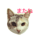 うちのねこ QLEOとみそら（個別スタンプ：12）