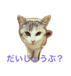 うちのねこ QLEOとみそら（個別スタンプ：18）