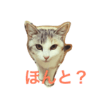 うちのねこ QLEOとみそら（個別スタンプ：19）