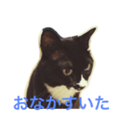 うちのねこ QLEOとみそら（個別スタンプ：20）