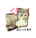 うちのねこ QLEOとみそら（個別スタンプ：23）