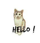 うちのねこ QLEOとみそら（個別スタンプ：26）