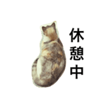 うちのねこ QLEOとみそら（個別スタンプ：27）