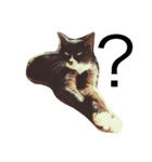 うちのねこ QLEOとみそら（個別スタンプ：28）