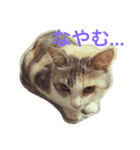 うちのねこ QLEOとみそら（個別スタンプ：29）