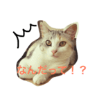 うちのねこ QLEOとみそら（個別スタンプ：31）