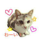 うちのねこ QLEOとみそら（個別スタンプ：34）