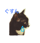 うちのねこ QLEOとみそら（個別スタンプ：36）