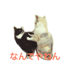 うちのねこ QLEOとみそら（個別スタンプ：39）