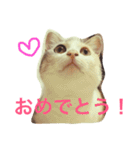 うちのねこ QLEOとみそら（個別スタンプ：40）