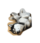 ハスキーのもも（個別スタンプ：1）