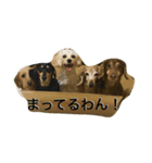きゃんきゃん物語（個別スタンプ：5）