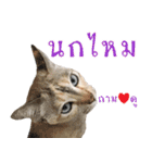 CATS Meaw Meaw（個別スタンプ：1）