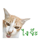 CATS Meaw Meaw（個別スタンプ：2）