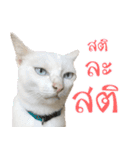 CATS Meaw Meaw（個別スタンプ：5）
