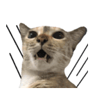 CATS Meaw Meaw（個別スタンプ：6）