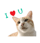 CATS Meaw Meaw（個別スタンプ：7）