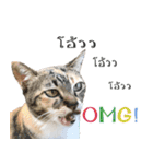 CATS Meaw Meaw（個別スタンプ：8）
