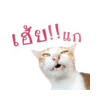 CATS Meaw Meaw（個別スタンプ：10）