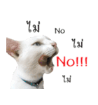CATS Meaw Meaw（個別スタンプ：11）